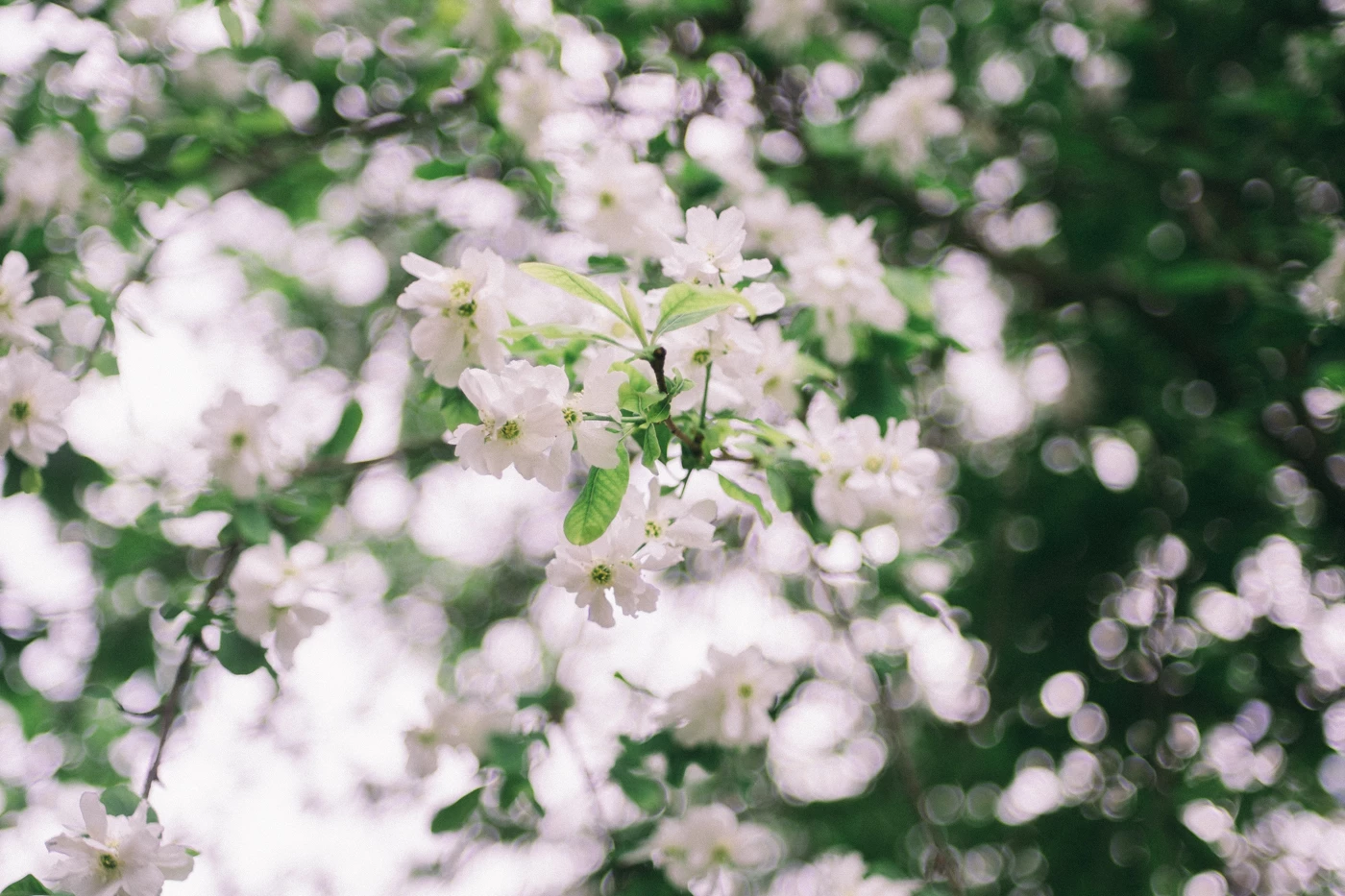 Spring in Paris where to enjoy blossoms Licorne Magazine